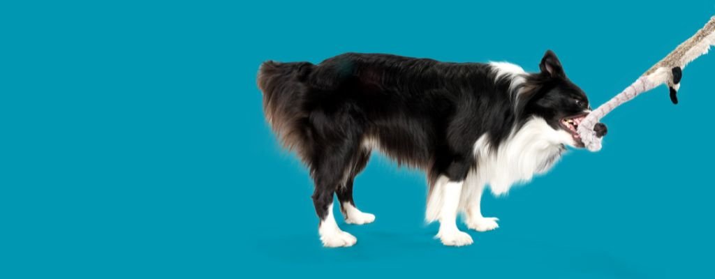 Happy, well-behaved dog sitting calmly beside owner with text promoting 7 secret hacks to stop bad dog behavior fast.