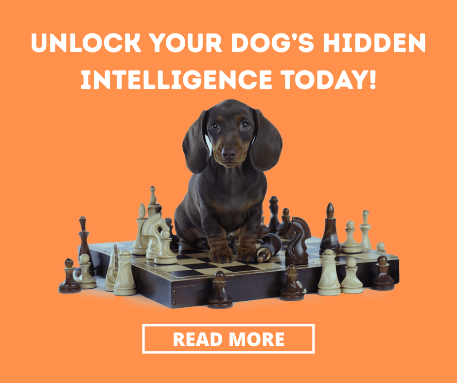 Brain training 4 dogs