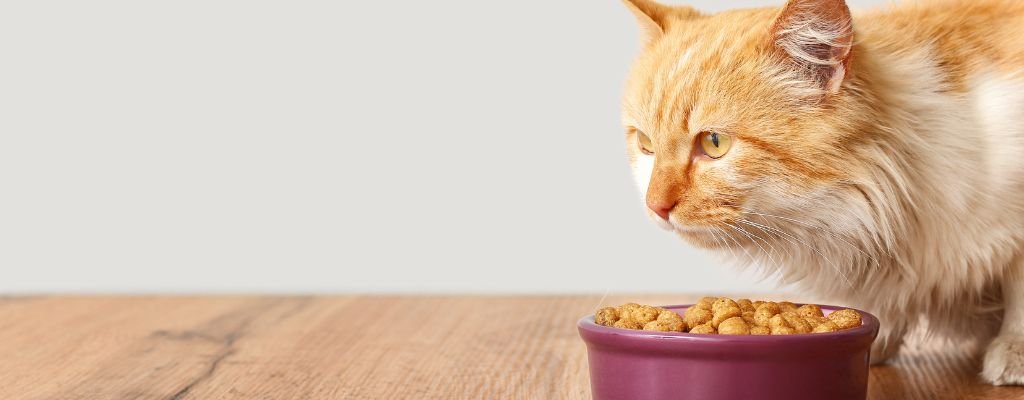 Cat nutrition and balanced feline diet