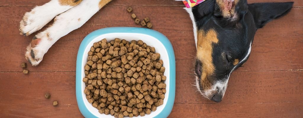 Top common household items dangerous to pets including chocolate, cleaning products, and houseplants