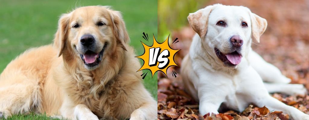 Banner image showing a Golden Retriever on the left and a Labrador Retriever on the right, with text asking 'Which Family Dog Is Right for You?