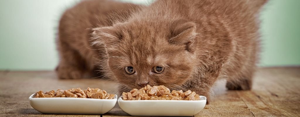 Curious cat looking at a bowl of grain-free pet food, representing feline diet and cat nutrition choices