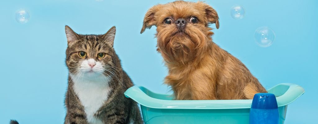 Happy dog and cat enjoying pet grooming outdoors, representing health and hygiene benefits.