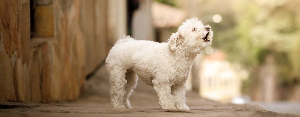 Happy dog interacting with owner, showcasing positive dog behavior and emotional bonding