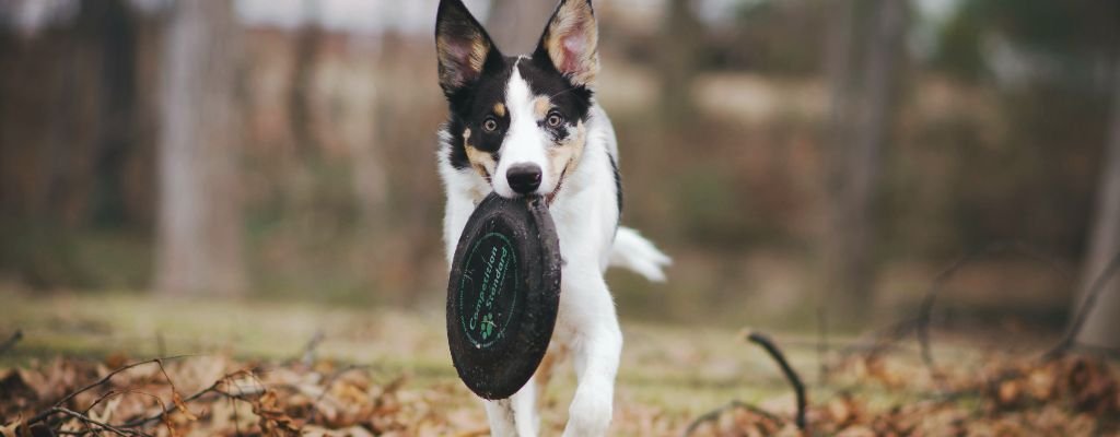 Happy dog sitting calmly next to owner during a training session outdoors