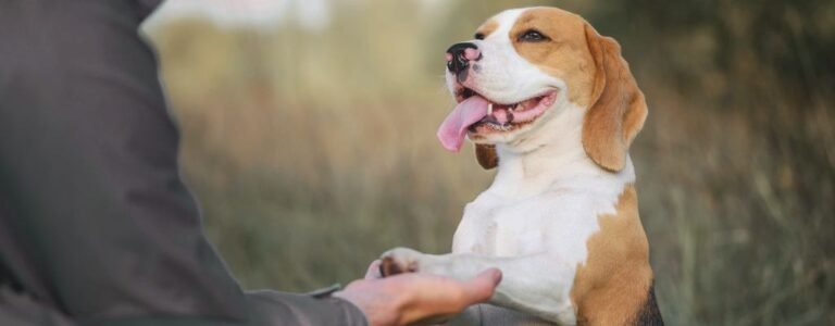 Mentally Stimulate dog at home